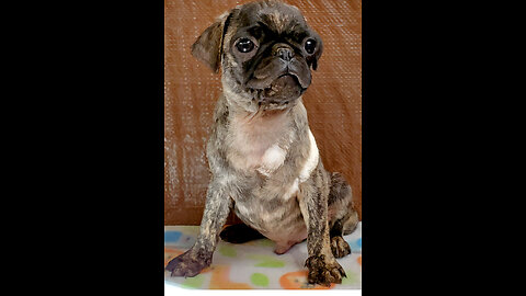 AKC Pug Boy