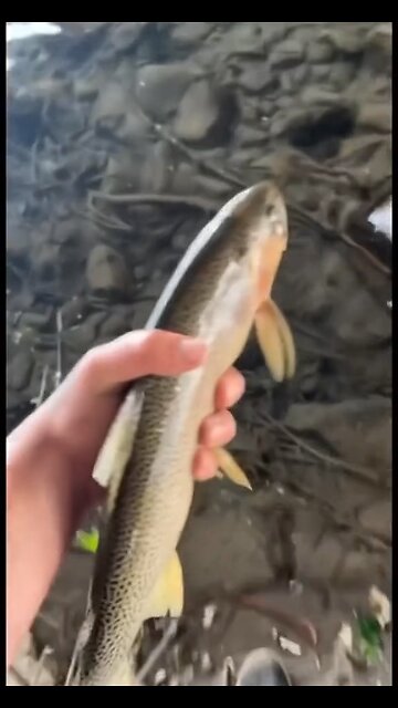 What a trifling fish