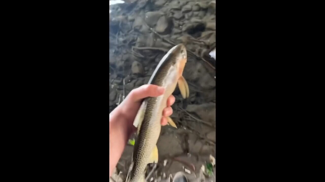 What a trifling fish