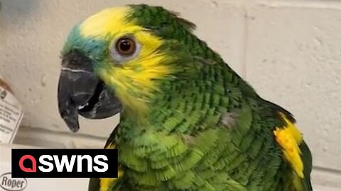 Neglected elderly parrot nursed back to health by animal carer