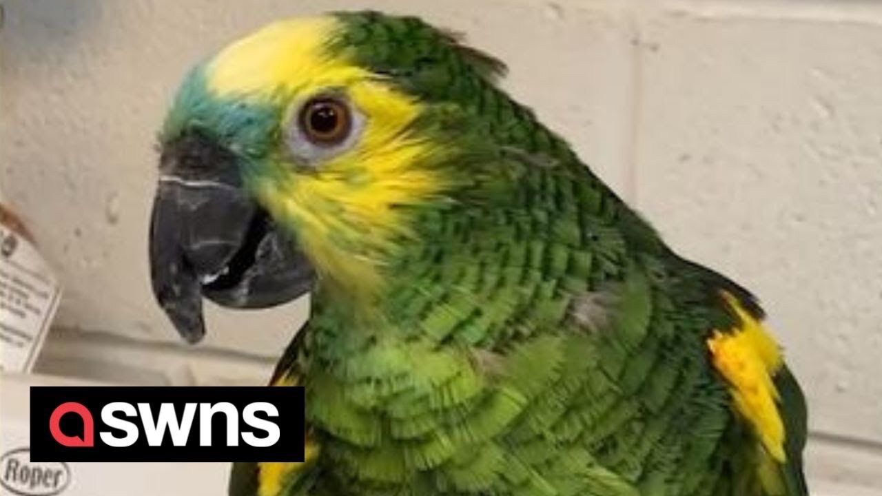 Neglected elderly parrot nursed back to health by animal carer