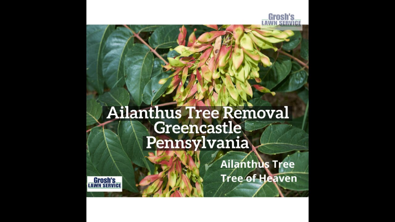 Ailanthus Tree Greencastle Pennsylvania