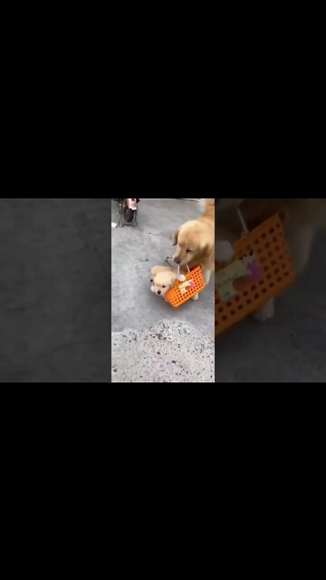 QUANDO VOCÊ BRINCA COM O PERIGO🤣🤣🤣