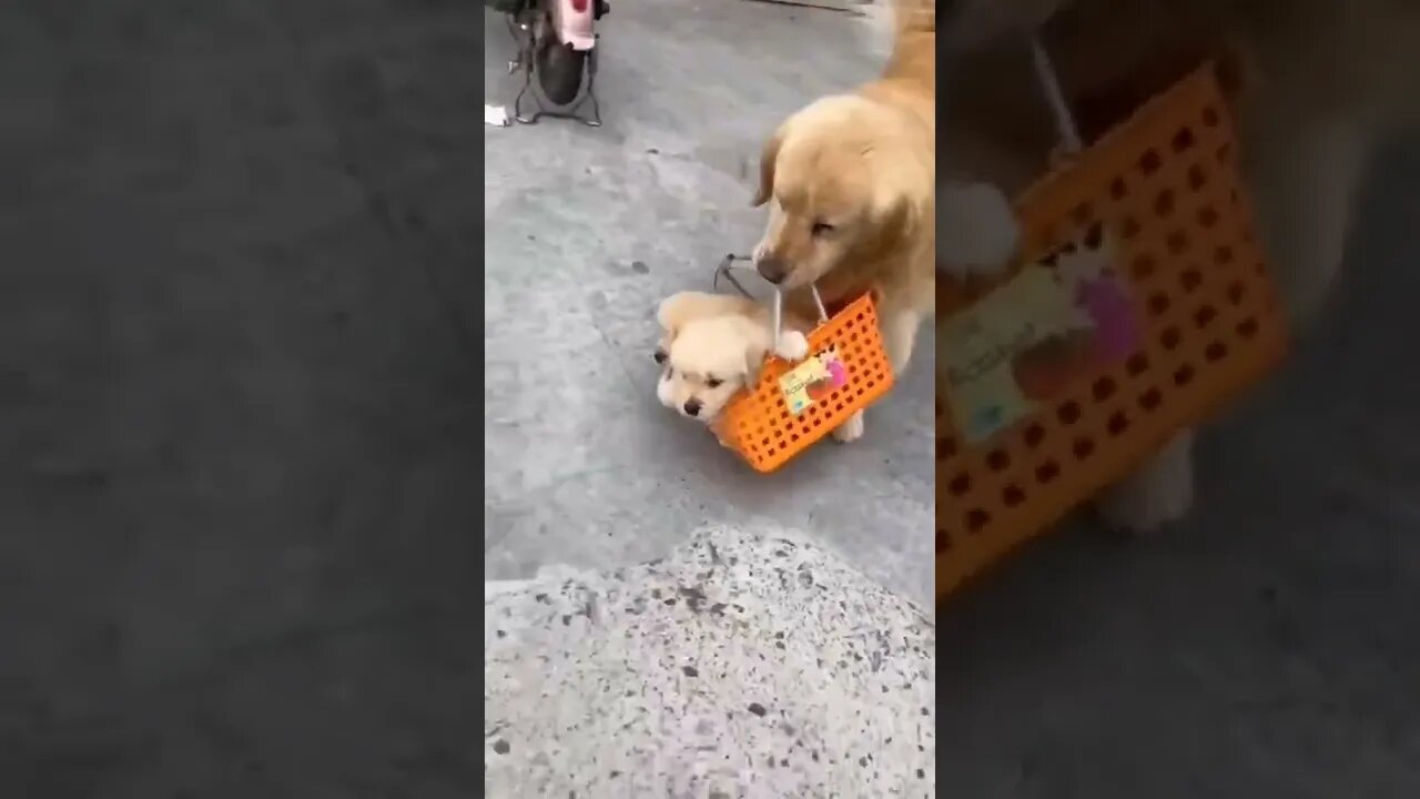 QUANDO VOCÊ BRINCA COM O PERIGO🤣🤣🤣