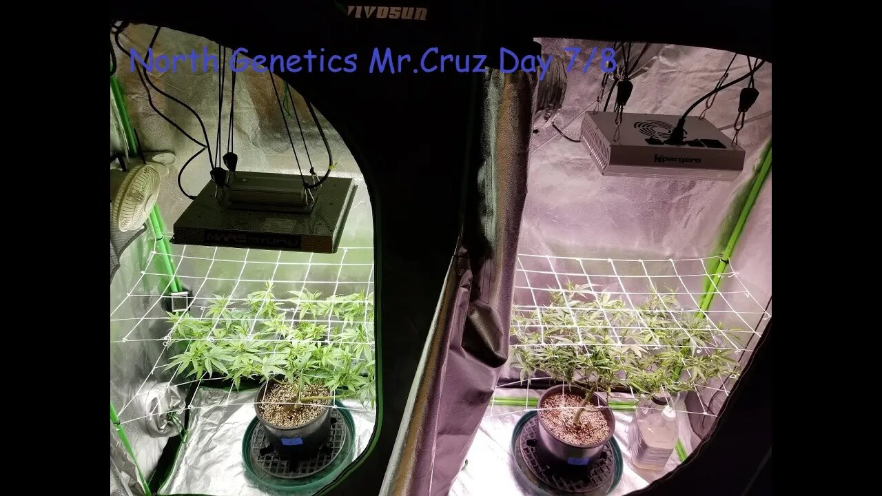 North Genetics Mr. Cruz "APPLES TO ORANGES SIDE BY EACH" episode 2 Day 7/8