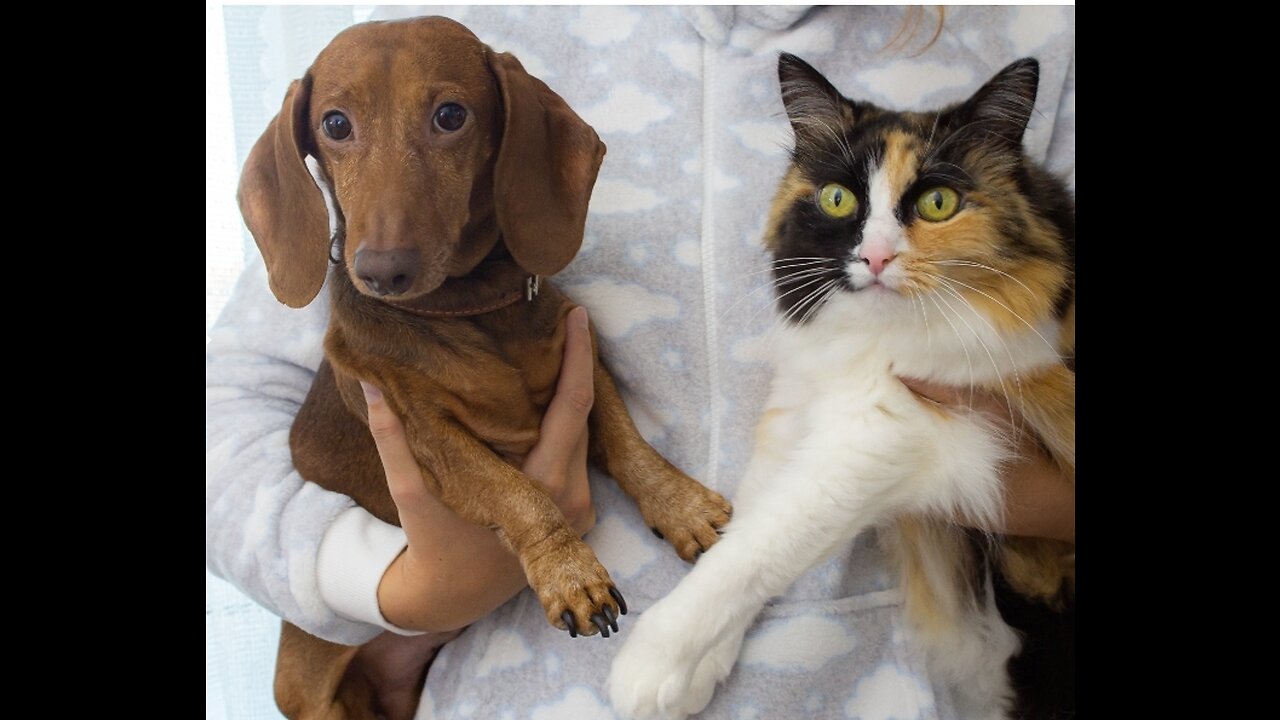 Funny dogs and cats