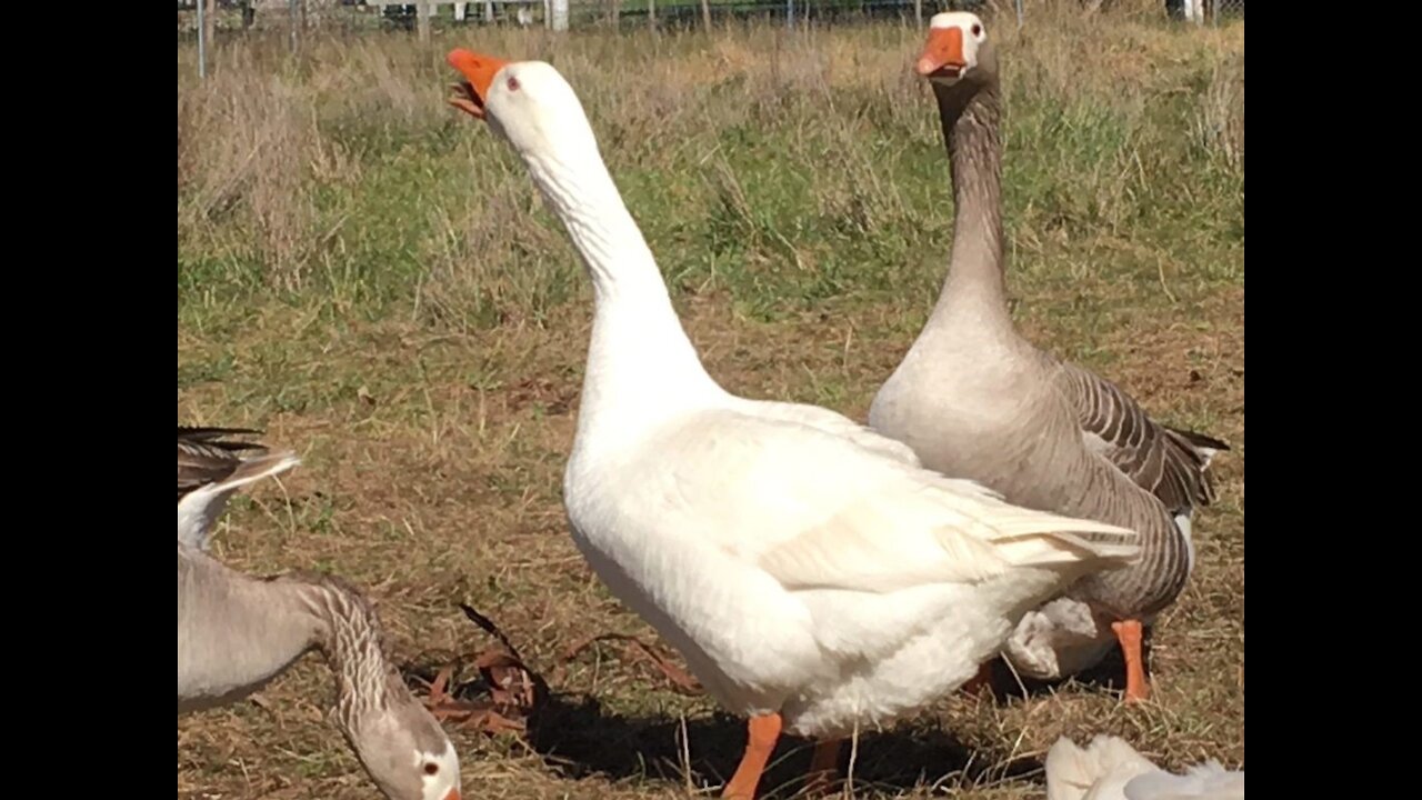 Geese are white or gray water birds.