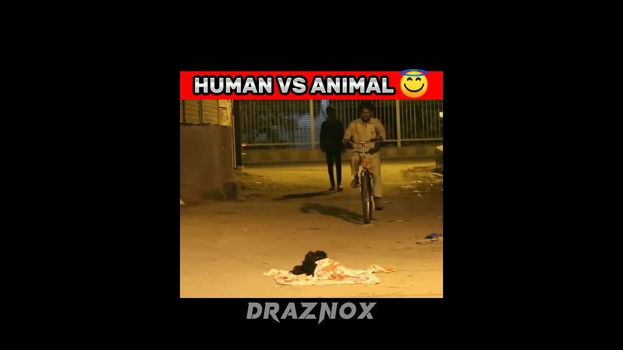 human vs animal comedy