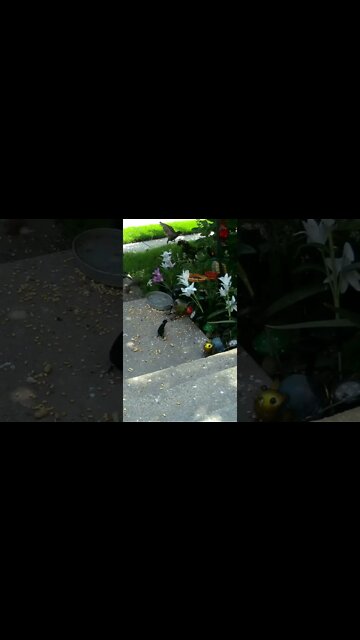 The Red Winged Blackbird Cracks Open The Peanut #Shorts 🌻