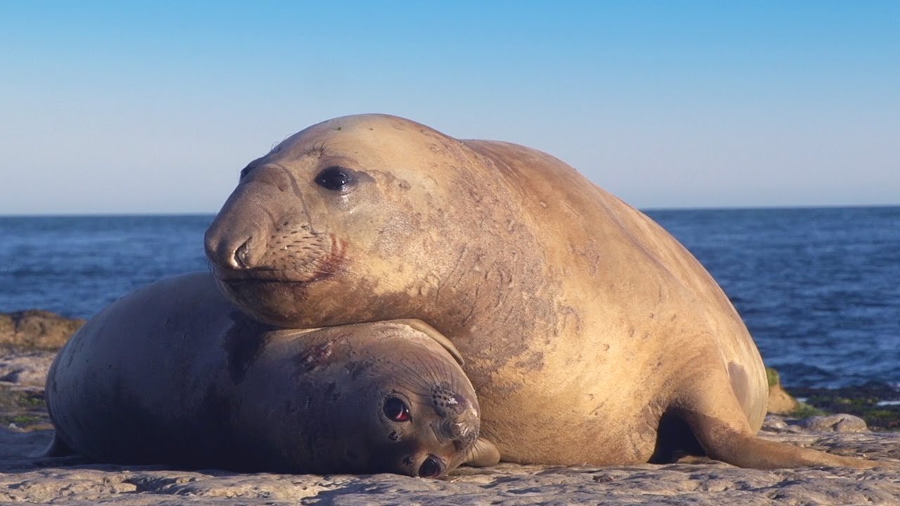 Take a Relaxing Journey Into Patagonia's Wildlife | The Wild Place | BBC Earth