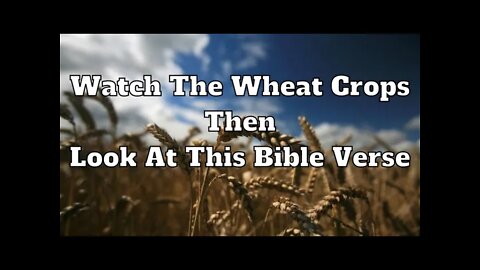 Watch The Wheat Crops Then Look At This Bible Verse