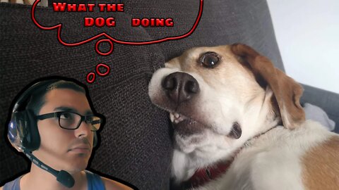 What the dog doing TikTok trend