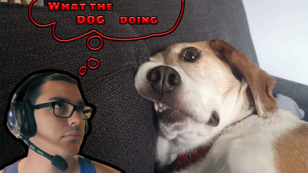 What the dog doing TikTok trend