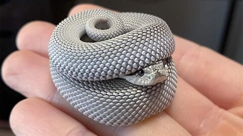 WATCH The cutest snakes in the world