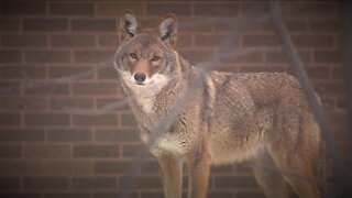 Breeding season, more snow lead to more coyote sightings around Northeast Ohio