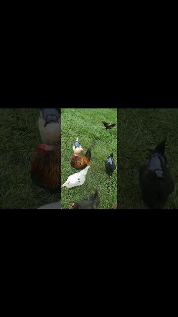 Spoiled #chickens Always Think I'm Bringing Them Something