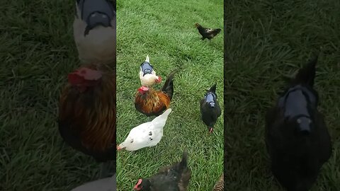 Spoiled #chickens Always Think I'm Bringing Them Something