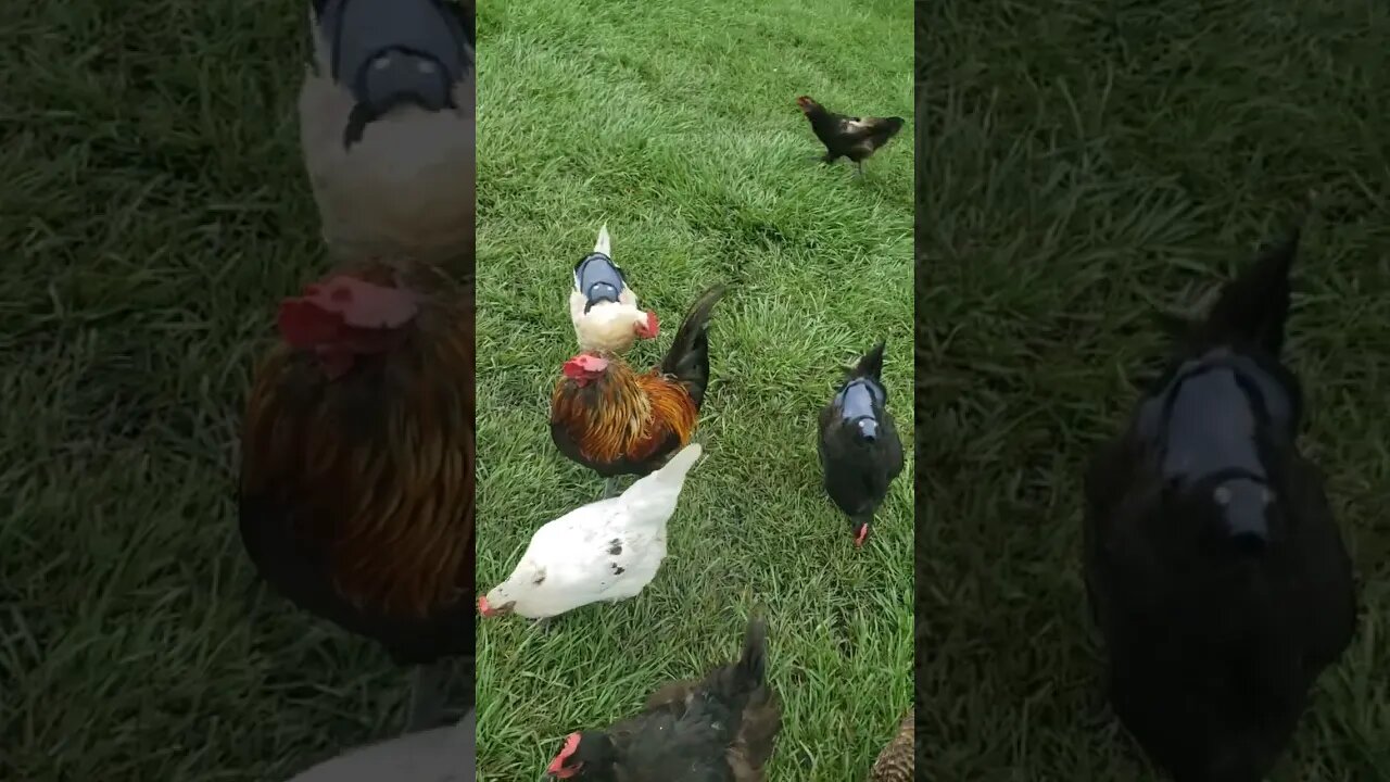 Spoiled #chickens Always Think I'm Bringing Them Something