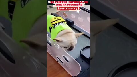 Mega Compilado dos bichinohs mais fofos do mundo! Parte 01 #pets #fofo