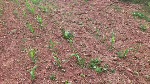Tornados and heavy rain! Did this farm survive?