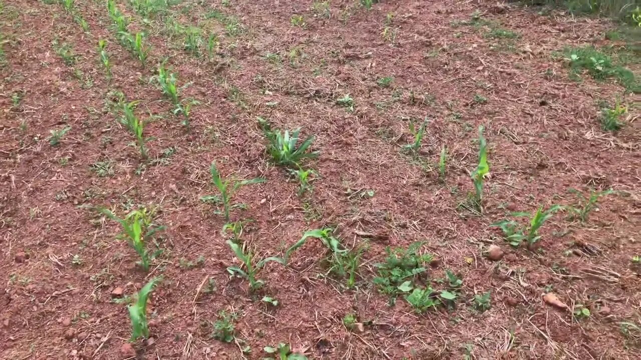 Tornados and heavy rain! Did this farm survive?
