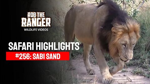Safari Highlights #256: 01 - 03 March 2014 | Sabi Sand Nature Reserve | Latest Wildlife Sightings
