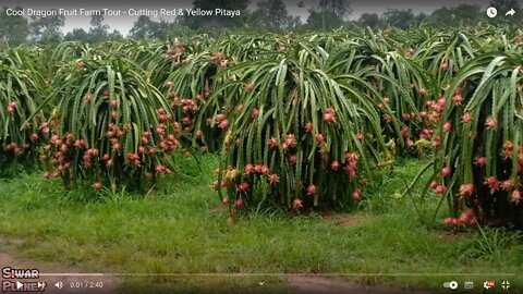 Dragon Fruit Rooting and Obtaining Plants in Srilanka