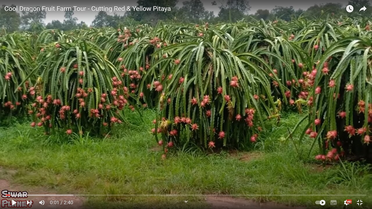 Dragon Fruit Rooting and Obtaining Plants in Srilanka