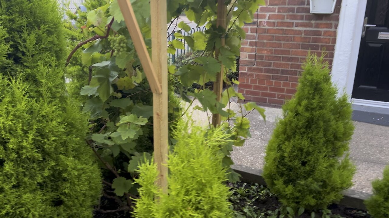Grapes
