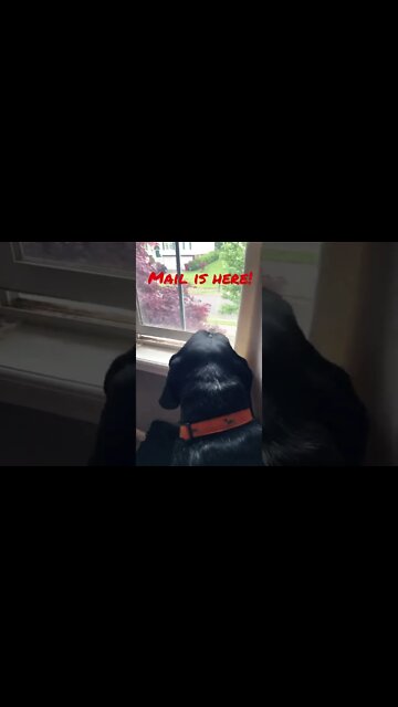 #BlueTick #CoonHound is a motion sensing doorbell! #Shorts #shortsvideo