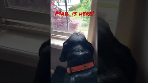 #BlueTick #CoonHound is a motion sensing doorbell! #Shorts #shortsvideo