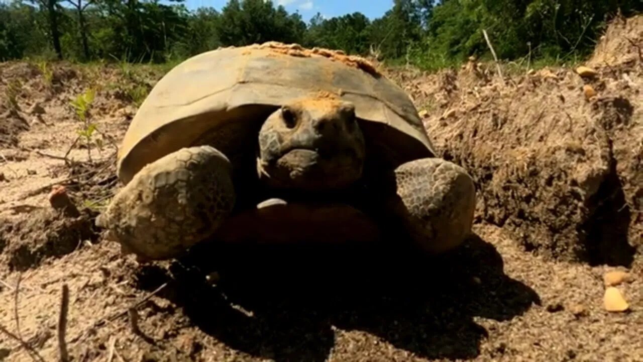 Gopher turtle on the move!