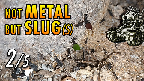 ASMR | Ants night meeting with friendly slimy visitors - 2/5