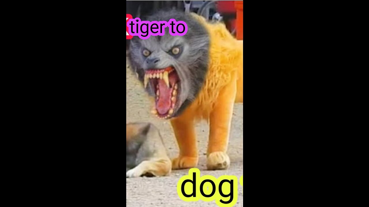 Troll prank dog funny & fake lion and fake . Tiger prank to dog