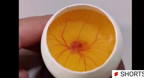 How a chick born from a egg, interesting video