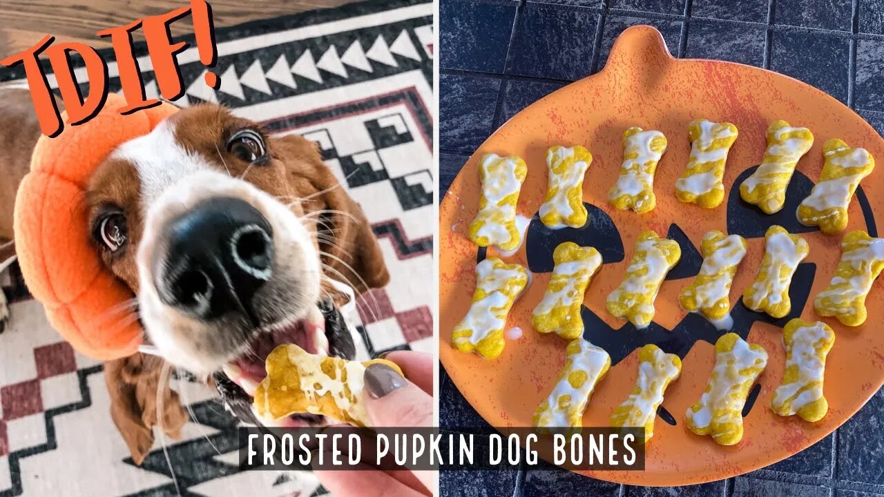 Frosted PUPkin Dog Bones - Easy pumpkin dog treats for Halloween