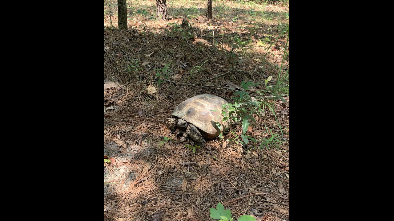 Meeting Spud the Turtle on a walk in the woods
