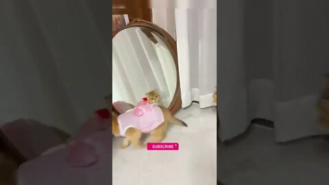 funny cat videos | cute cat videos| cute animals funny cats #shorts #shortsfunny #cutecat #funnycat