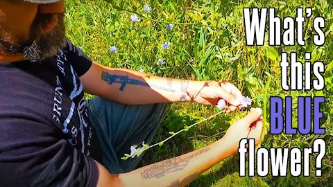 Chicory - wild medicine, horse food, Passover bitter herb, and more