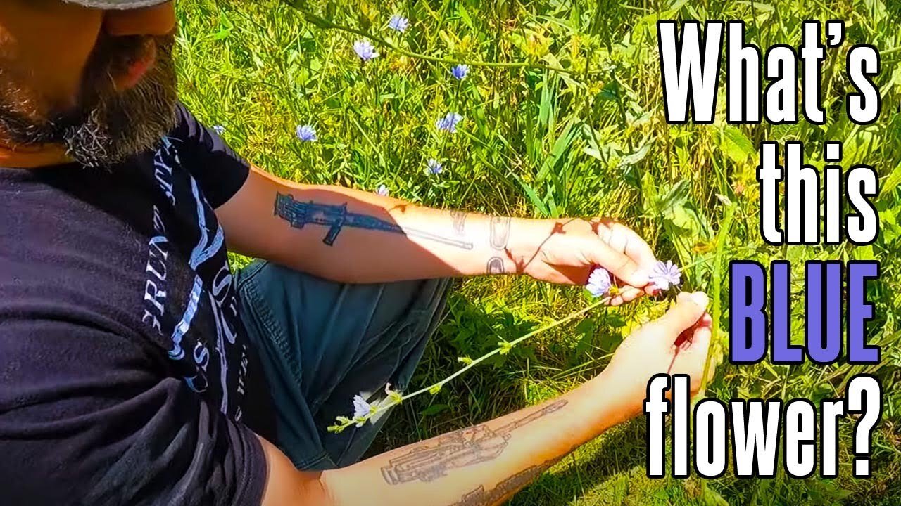Chicory - wild medicine, horse food, Passover bitter herb, and more