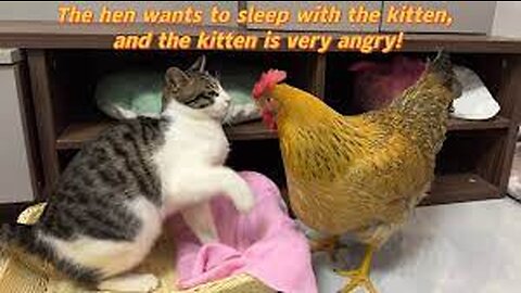 Hens are so bad! The hen wants to sleep with the kitten. Kitten is angry 💢Cute and interesting