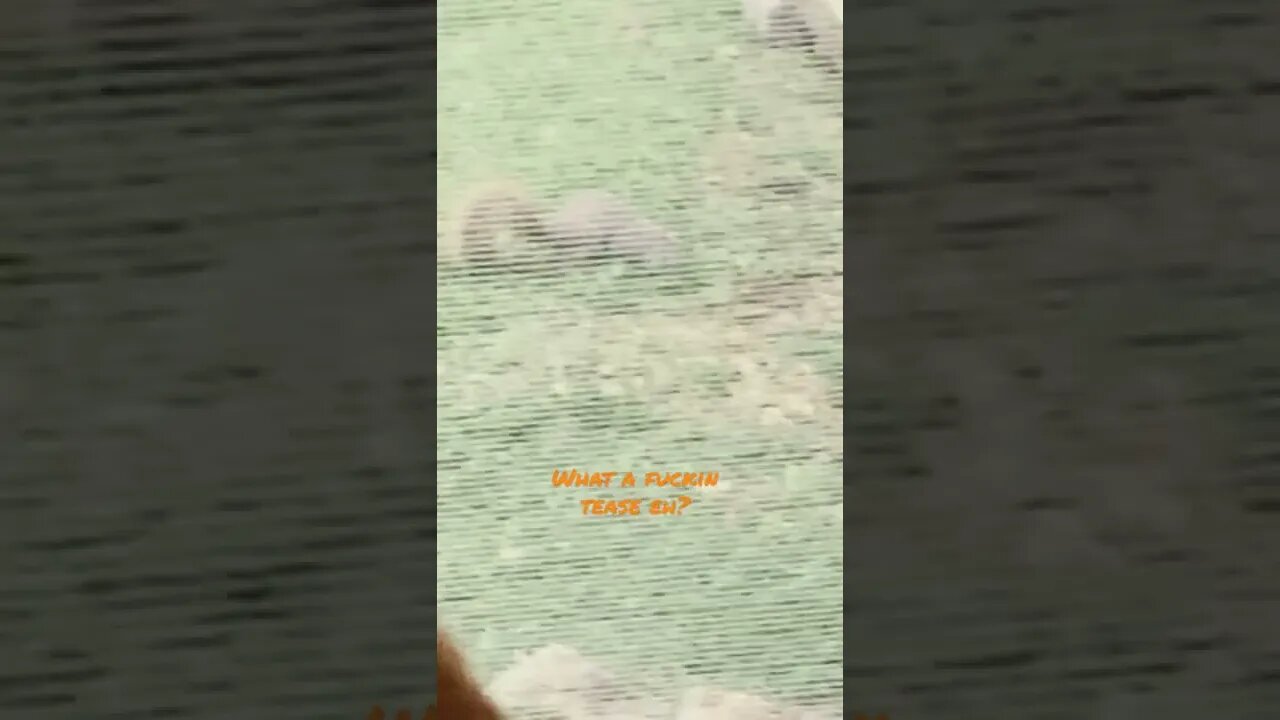 Squirrels vs doge