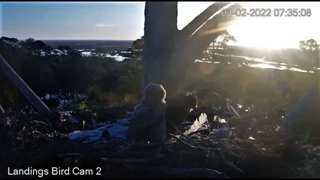 Mom Finishes One of The Birds 🦉 4/2/22 07:33