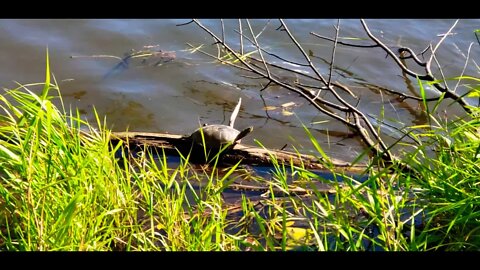 Painted turtle soaking in the sun