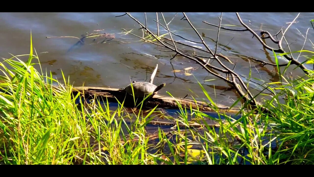 Painted turtle soaking in the sun