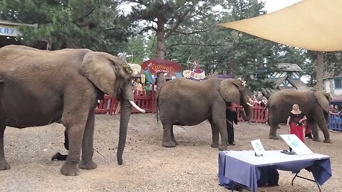 Elephants at Renaissance Festival