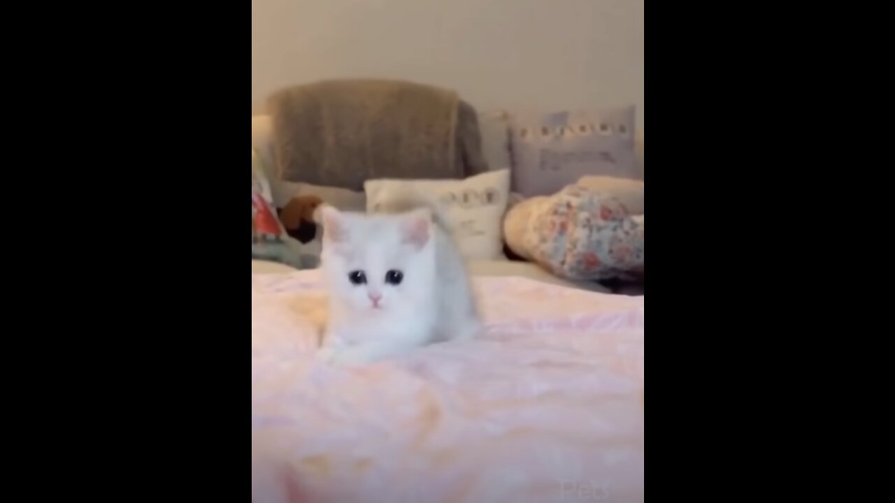 The Ultimate Cute and Funny Dog, Cat and Kitten Compilation Video