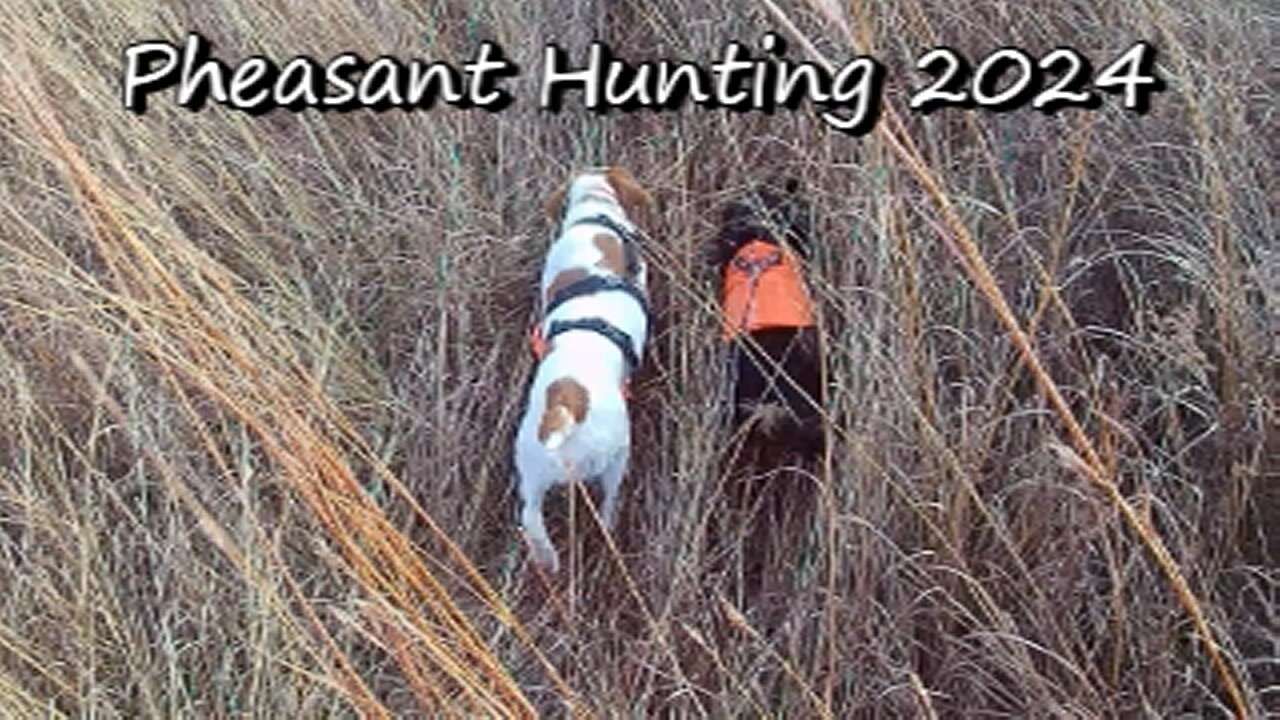 Pheasant Hunting 2024