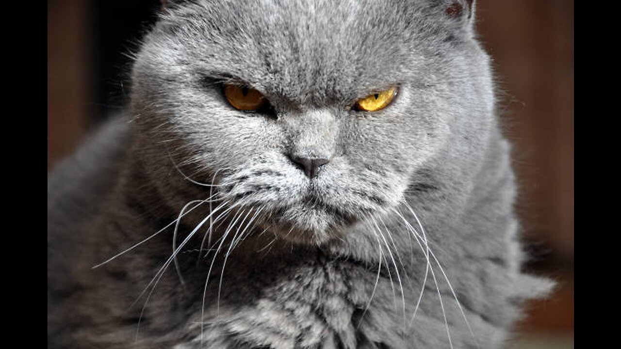 Cute cat and angry