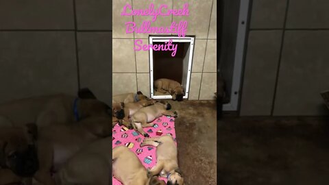 Pink puppies sleeping #bullmastiffpuppy #bullmastiff #lonelycreek